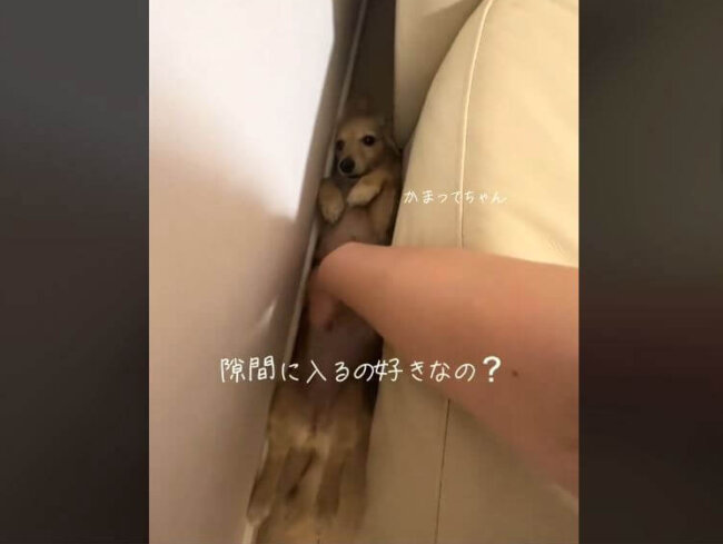 ダックスフンド,動画