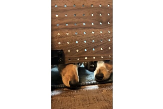 ダックスフンド,動画