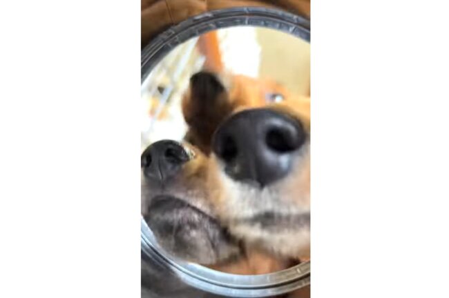 ダックスフンド,動画