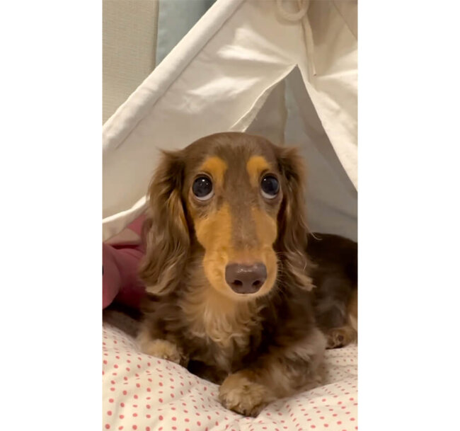 ダックスフンド,動画