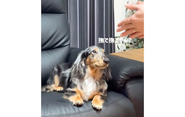 ダックスフンド,動画