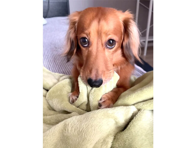 ダックスフンド,動画