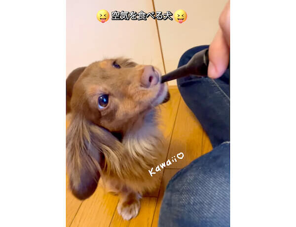 ダックスフンド,動画