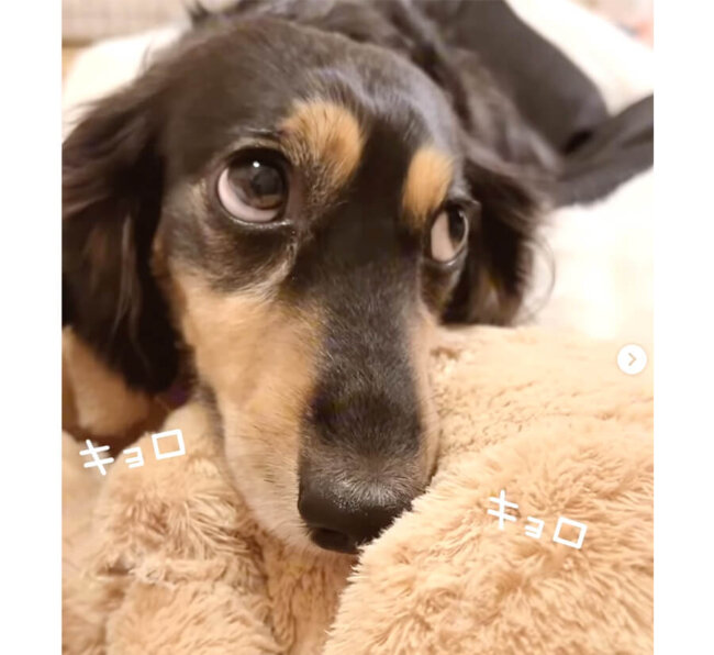 ダックスフンド,動画