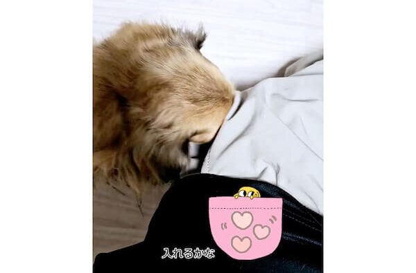 ダックスフンド,動画