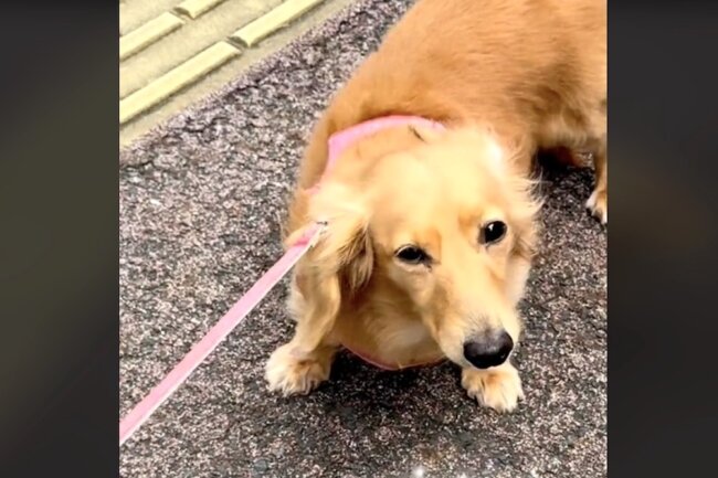 ダックスフンド,動画