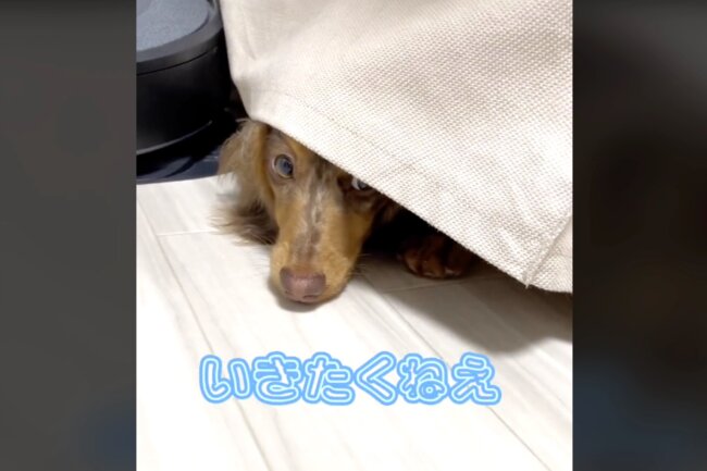 ダックスフンド,動画