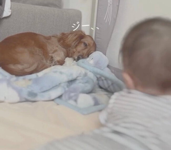 ダックスフンド,動画