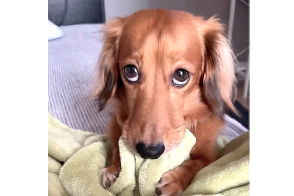 ダックスです 741486 M・ダックスフンド - YouTube