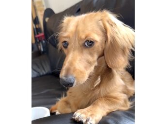 ダックスフンド,動画