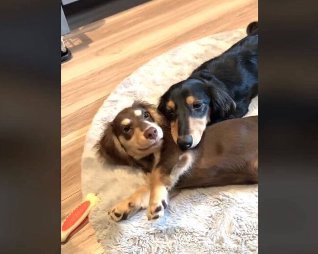 ダックスフンド,動画