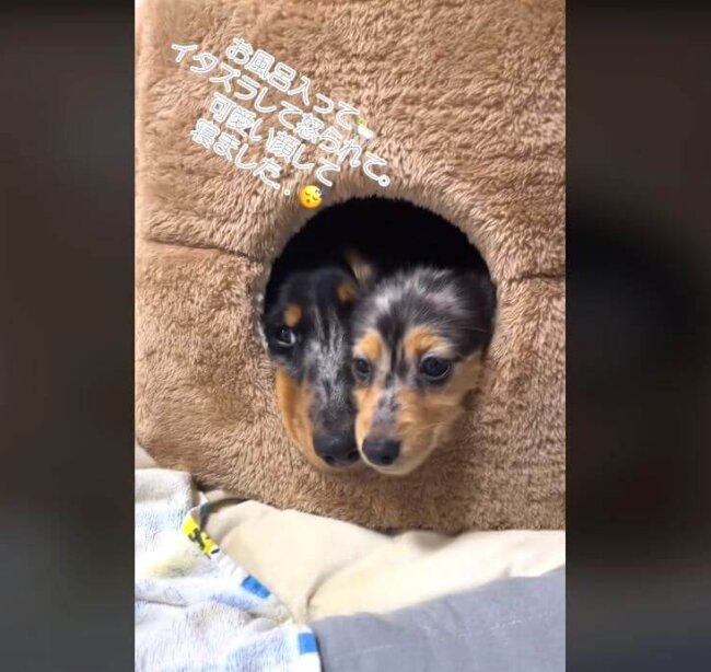 ダックスフンド,動画