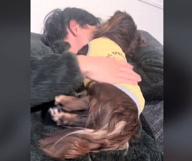 ダックスフンド,動画