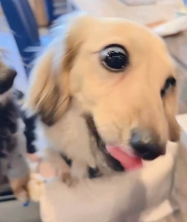 ダックスフンド,動画