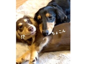 ダックスフンド,動画