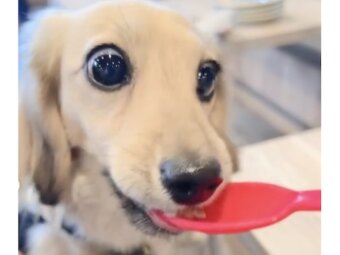 ダックスフンド,動画