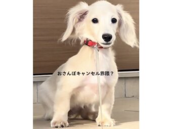 ダックスフンド,動画