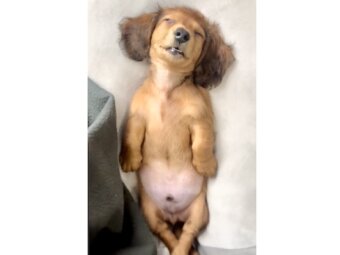 ダックスフンド,動画