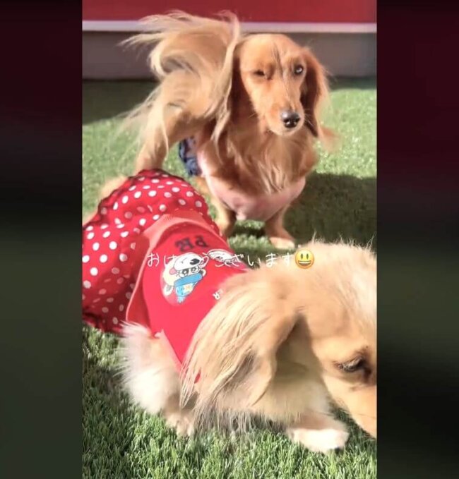 ダックスフンド,動画