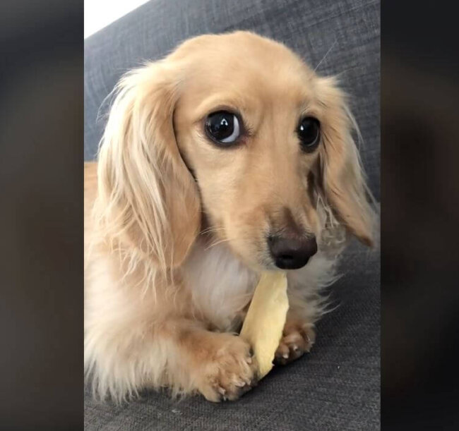 ダックスフンド,動画