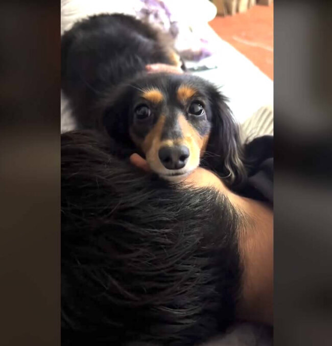 ダックスフンド,動画