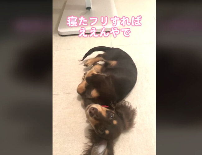 ダックスフンド,動画