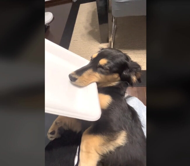 ダックスフンド,動画