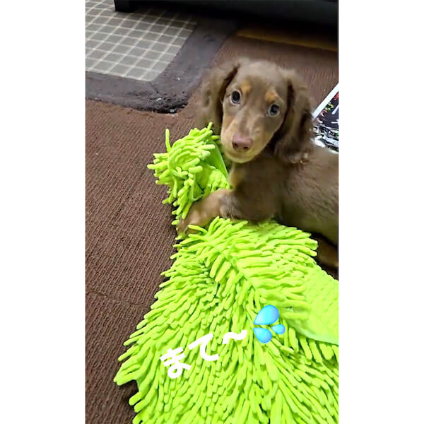 ダックスフンド,動画