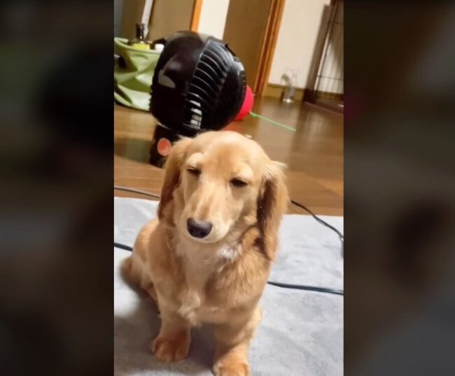 ダックスフンド,動画