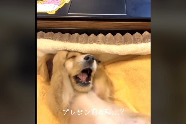 ダックスフンド,動画