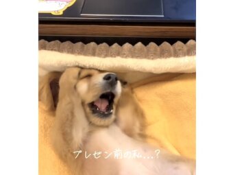 ダックスフンド,動画