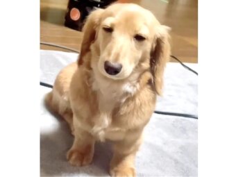 ダックスフンド,動画