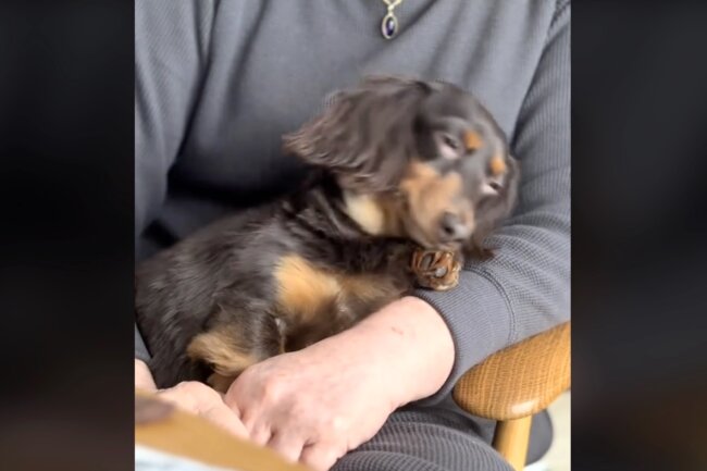 ダックスフンド,動画