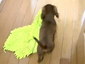 ダックスフンド,動画