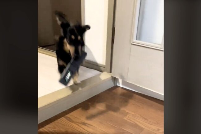 ダックスフンド,動画