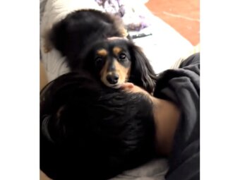 ダックスフンド,動画