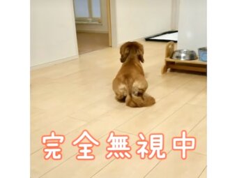 ダックスフンド,動画