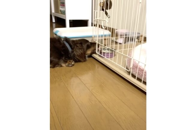 ダックスフンド,動画