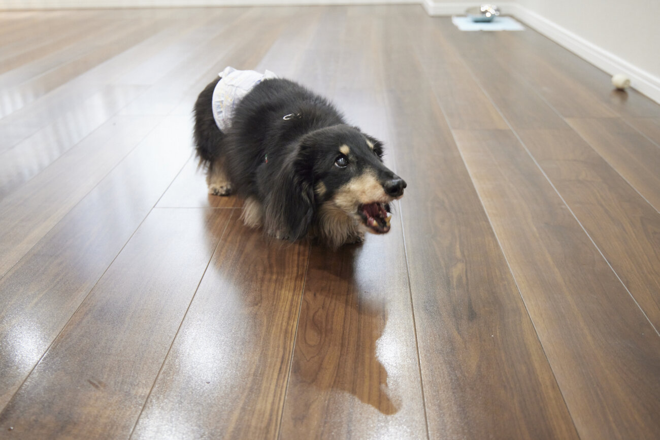 ダックス,すべらない床