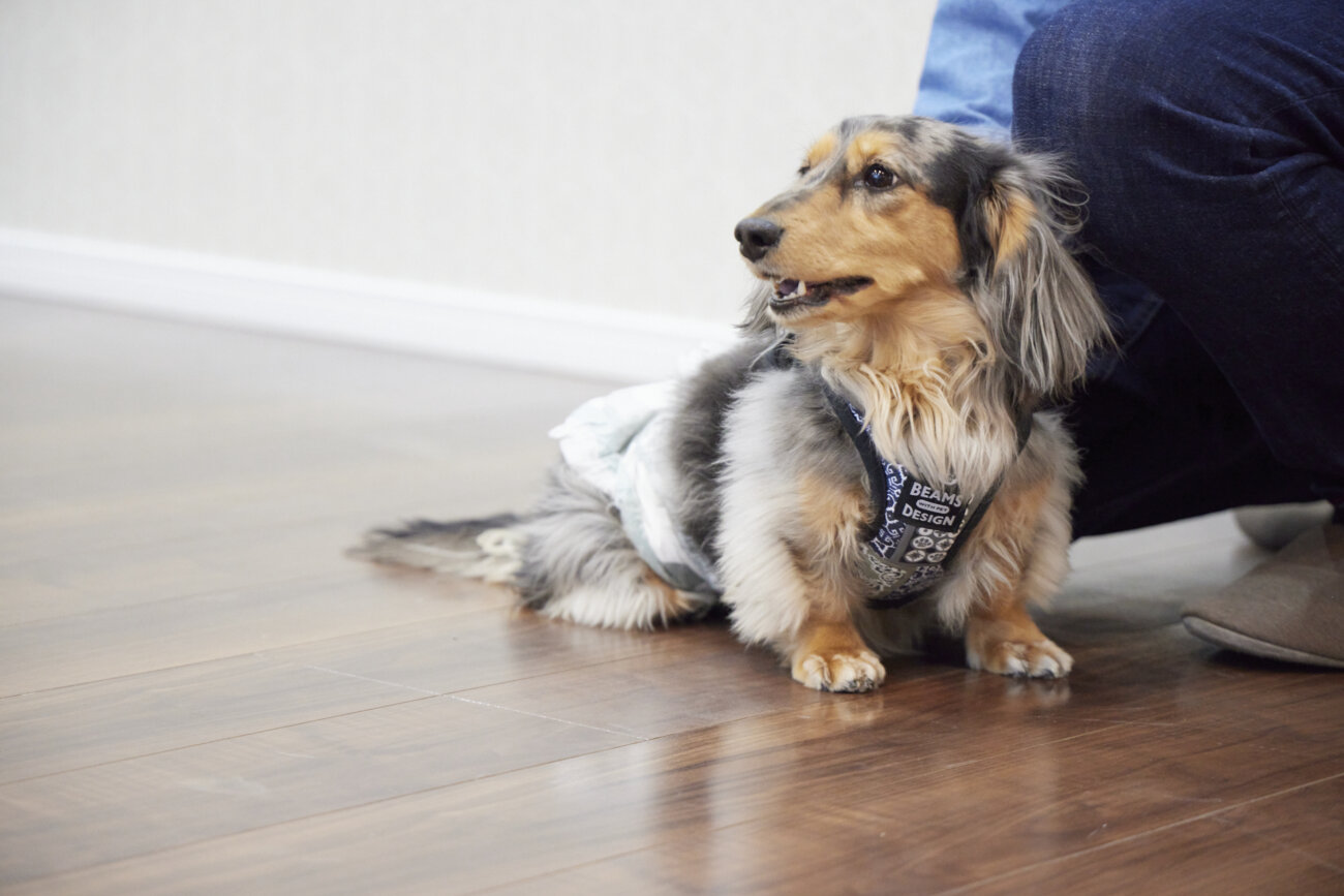 ダックス,すべらない床