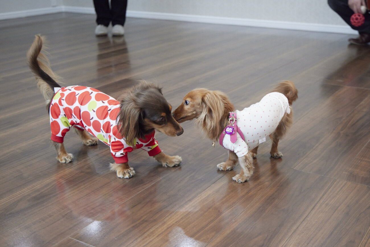 ダックス,すべらない床