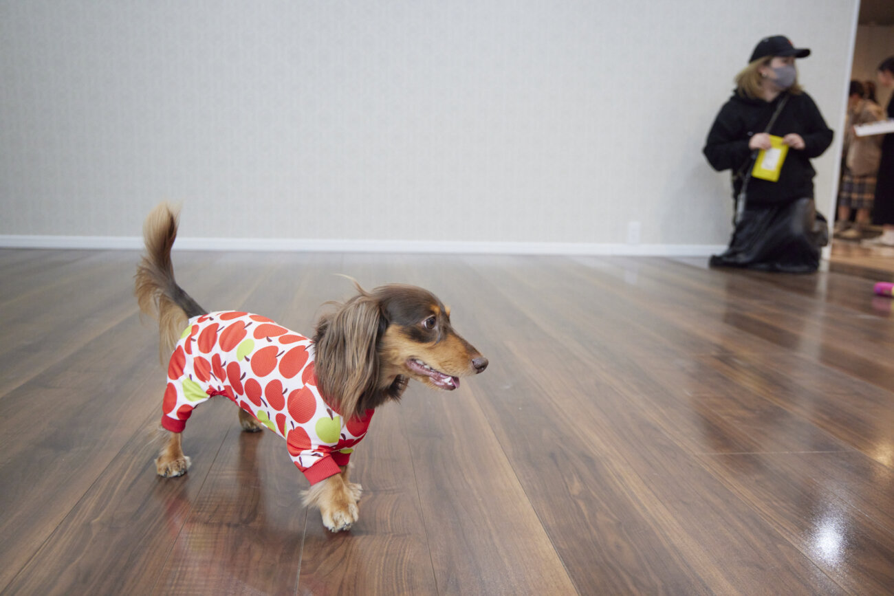 ダックス,すべらない床