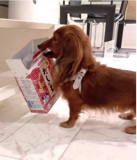 ダックスフンド,動画