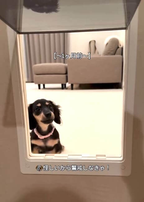 ダックスフンド,動画