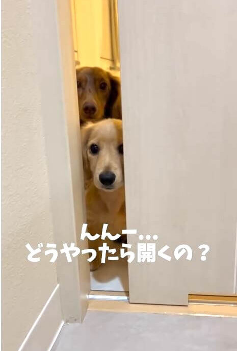 ダックスフンド,動画