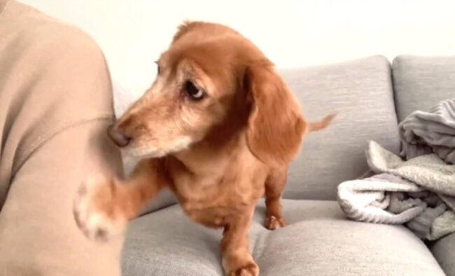 ダックスフンド,動画