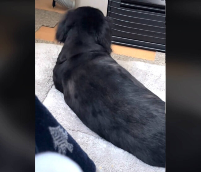 ダックスフンド,動画