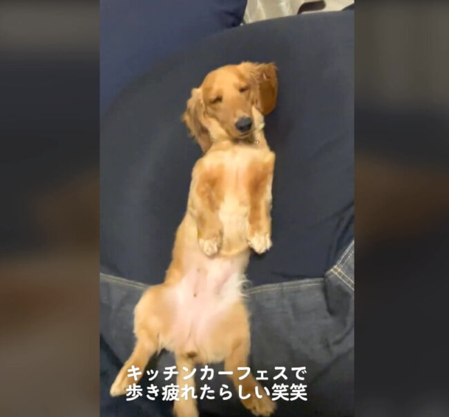 ダックスフンド,動画