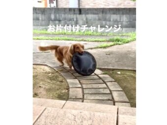 ダックスフンド,動画