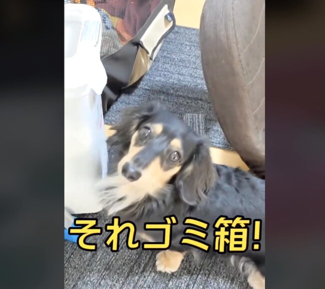 ダックスフンド,動画